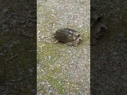 Van Life Morning Walk Wildlife Encounter #vanlife #wildlife #turtle #morningwalk #catstevens #hiking