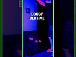BOXER PUP BEDTIME #shorts