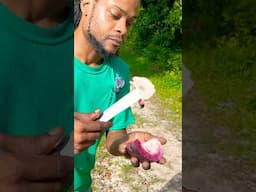 Eating Jamaican Apples & Star Apple #jamaicasunrisetv #caribbean #sunriseboss #yardmanstyle