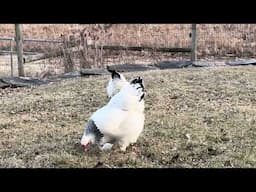 Hen Meditation At Bedlam Farm