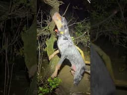 🚨‼️SWAMP MUSIC‼️🚨 #shorts #short #shortvideo #shortsvideo #trending #viralvideosong