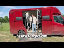 I BROUGHT MY STALLIONS HOME FOR THE FIRST TIME