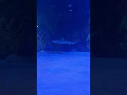🦈  #blacktipreefsharks #zebrashark #legaseaaquarium #aquarium #shark #sharks