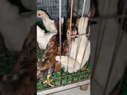 gà tre bắc cho anh em lựa chọn