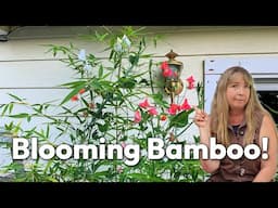 Direct Sowing Sweet Pea Seeds with Bamboo!