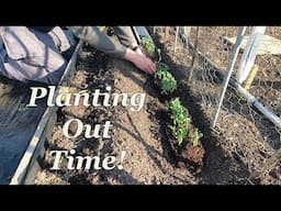 Planting out Peas, Banana Shallots and a few Sweet Peas