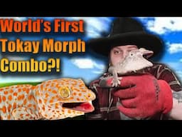 I Get To Help Make A Worlds First Tokay Gecko Combo Morph!