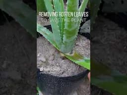 Removing Rotten Leaves