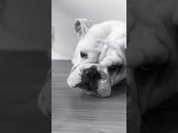 Bulldog #shorts