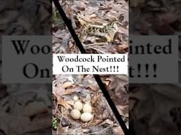 Woodcock pointed on the nest