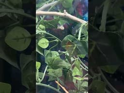 Baby chameleon sweet treat