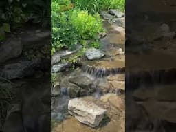 Nature Beauty #nature #naturebeauty #naturevideo #naturewalk #naturesounds #shorts #naturelovers