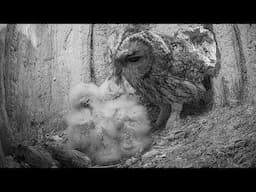 Tawny Owl Dad Meets Chicks for First Time🦉 | Luna & Bomber | Robert E Fuller