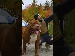 Remembering Hulk 💚 #ytshorts #dogdynasty #hulk #pitbull #dogs #dogshorts #rip #pitbulls