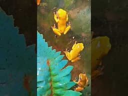 Tree Frogs #ihavethisthingwithplants #amphibian #nature #lifeisbutadream #frog #wildlife #treefrog