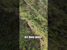 Are those mountain goats???
