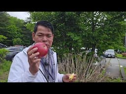 MALAKI, MALUTONG, MATAMIS AT MASARANG ANG FUJI APPLE NG JAPAN #gardening #apple #fruit