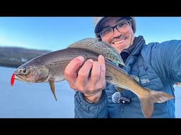 Fishing An Arctic Grayling Hatchery Source Lake