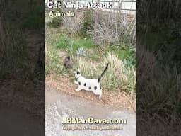 CAT NINJA ATTACK JBManCave.com #Shorts