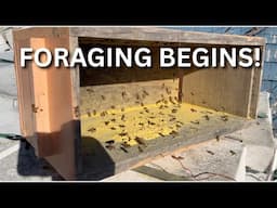 Foraging begins!