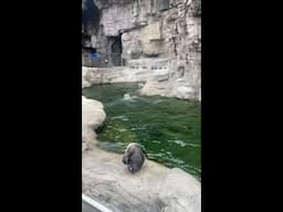 Penguin ZOOMIES