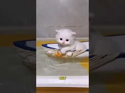 Pompom sedang bermimpi naik perahu #shorts #kucinglucu #kucing