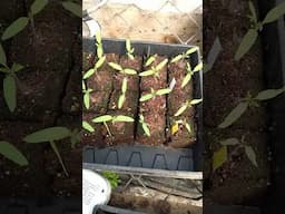 Tips For Planting Heirloom Seeds, Heirloom Seed Saving Project March 2025