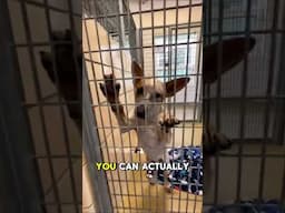 You won’t believe how this senior dog reacted when he found out he’s finally going home 🥲🐶