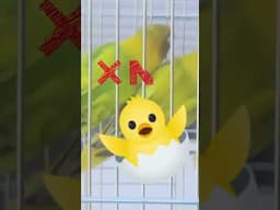how to confirm male and female in lovebirds Cockatiel and budgies.