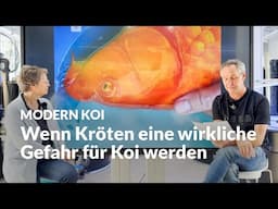 Wenn Koi nach Krötenangriffen blind werden | Modern Koi Blog #7352