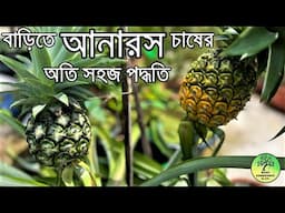 টবেই হবে প্রচুর আনারস / How to grow Pineapple at Home