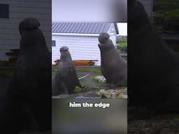 Elephant Seals Fight for a Female 💀😳