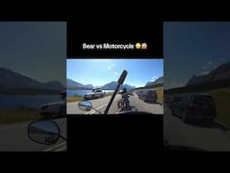 Bear vs Motorcycle 😳😱