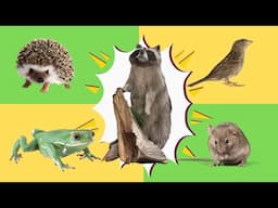 "Fun Animal Facts You Didn't Know! 🐯🦒🐸 | Wild & Cute Creatures"