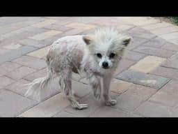 One leg paralyzed, he crawled step by step with his body full of wounds in the park looking for help