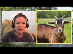Debunking Goat STEREOTYPES - Goat Expert Morgan Michaluk