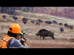 Wild Boar INVASION: Incredible Hunting Shots & Unbelievable Action! #hunting #hog