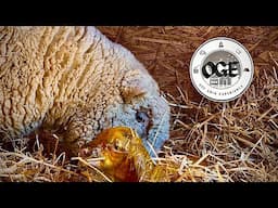Amazing Up Close Labor and Delivery of Two Baby Sheep Back at the Farm