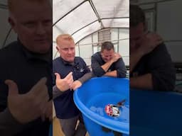 How To Pick Out Koi Fish #shorts