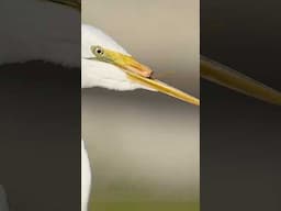 Meet “Beakless” The bird who refuses to give up.