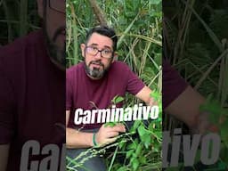 Essa flor roxinha trata colite, doença de Crohn e ainda acaba com gases!