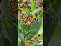 Monarch laying eggs in the spring zone 8a NC