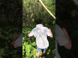 Giant Hogweed Watch Month 3! #wildfooduk #foraging #foragingcourses #wildfood #gianthogweed #forage