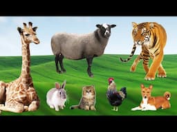 Cute Farm Animals: Sheep, Cow, Puppy, Chicken, Cat, Pig, Rabbit, Duck, Elephant – Animal Video