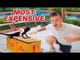 I BOUGHT NEW ANIMALS!