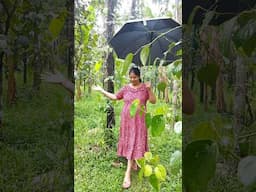 ಮೊದಲ ಮಳೆ ❤️ First Rain #shorts #youtubeshorts #firstrain #trendingnow #vuralvideo #short #rain