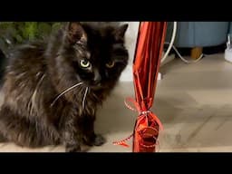 No Means... Absolutely Nothing to a Cat