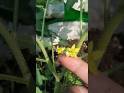 टमाटर के फूल तोड़ दें।#youtubeshorts #kichengarden #gardening #kiranskitchengarden
