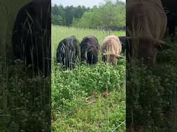 Our Pasture Finished Steers Balance Their Nutritional Needs