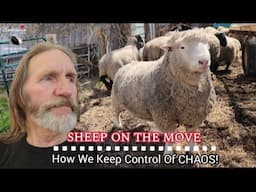 Moving Sheep Without Chaos | Tips For Herding Success